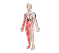 Oshhni Kits de Puzzles para Niños Modelo 3D de Anatomía Infantil