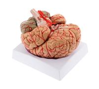 Oshhni Modelo de Humano, Herramienta educativa anatómicamente precisa, Material didáctico de neuroanatomía para el Aula, Estudio de psicología.