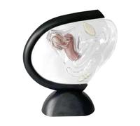 Oshhni Modelo de útero Femenino, Modelo uterino reproductivo, Ciencia científica para Mujeres biología Herramienta de demostración de la Herramienta de