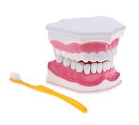 Oshhni Modelo Humano 2X y Mandíbula Inferior Desmontable Maqueta de Higiene Oral para Enseñanza y Comunicación con Pacientes Material PVC