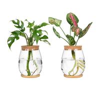 Osmond Kit de 2 estaciones de propagación de plantas con bandeja de madera y tapa para propagar hidropónicos