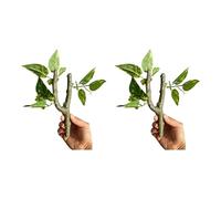 OSNIYAW 2 plantas trepadoras para anfibios, hábitats que promueve el comportamiento natural de reptiles, terrarios, accesorios de paisaje, planta trepadora realista para reptiles terrarios