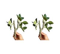 OSNIYAW 2 plantas trepadoras para anfibios, hábitats que promueve el comportamiento natural de reptiles, terrarios, accesorios de paisaje, planta trepadora realista para reptiles terrarios