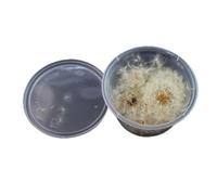 OSNIYAW Flor prensada Seca de Diente de león Natural para Bricolaje aromaterapia Vela Marco de Fotos decoración del hogar Colgante fabricación de Joyas por Mayor lotes a Granel Piedra de de