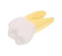 OSOLADY Modelo de diente molar: espécimen de anatomía dental - Modelo realista de dientes humanos - Exhibición didáctica para dentistas, demostraciones clínicas y educación del paciente.