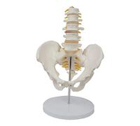 OSRGZRNGR Modelo anatómico de esqueleto de pelvis humana con vértebras lumbares desmontable