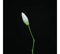 Other Places - Snake (Ltd Edition Of 500)