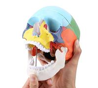 Oumefar Enseñe el Instrumento Modelo médico anatómico del cráneo Humano de Color Adulto Que Incluye una Tapa extraíble del cráneo y una mandíbula articulada con Tarjeta de identificación