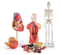 Oumefar Kit de Modelo de Cuerpo Humano, 26 Cm, Torso Desmontable, 45 Cm, Modelo de Esqueleto, Kit Anatómico de Corazón para Enseñanza Médica, Educación para la Salud, Investigación