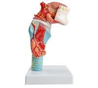 Ounfhtrttk Modelo Anatómico de Lengua y Garganta Modelo de Lengua, Dientes y Garganta de Tamaño Natural. Incluye Lengua, Dientes, Glándula Tiroides y Laringe.