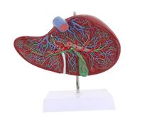 OUNONA Anatómico De Hígado 3d Con Base Didáctico De Anatomía Hecho De Plástico Seguro y Duradero Herramienta De Enseñanza Para Estudiantes De Medicina Adecuado Para Hospitales y Escuelas