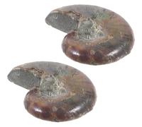 OUNONA Especímenes de Amonita Fósil en Espiral de 2 Piezas para Educación en Paleontología, Herramienta Educativa Práctica de Fósil Color Café para Aula de Geología