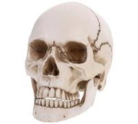 OUNONA uso anatómico y de dibujo decoraciones de calaveras casas invendibles manualidades réplica del cráneo humano modelo de cráneo humano