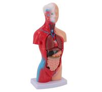 OVAQUIXI Modelo de Cuerpo Humano 15 Piezas con Órganos Extraíbles, Material de PVC, 28 Cm de Altura, for Student Anatomy Study Tools, Interactive Anatomy Model, Hands On Assembly