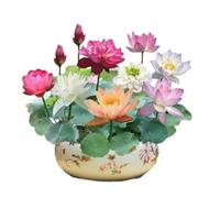 OWSEN Maceta de loto, cuencos de loto para plantar en agua en interiores, cuenco de bonsái, semillas de flor de loto, cuenco redondo de loto, cuenco de cerámica para plantas suculentas, diseño a