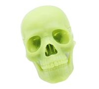 Oxtxuzdm Anatomía Modelo De Cráneo Humano Anatómico Para La Demostración Médico Modelo De Cráneo Explotado Para Artistas