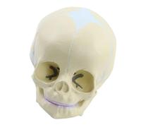 Oxtxuzdm Anatomía Modelo De Cráneo Humano Anatómico Para La Demostración Médico Modelo De Cráneo Explotado Para Artistas