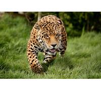 OZLHSP 1000 Piezas Puzzle Jaguares Grandes Animales 75x50cm