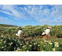 OZLHSP 3D Puzzle 1000 Piezas Puffin Dead Ends 75x50cm