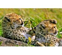 OZLHSP 3D Puzzle 500 Piezas Guepardos Animales Grandes 52x38cm