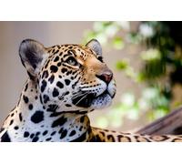 OZLHSP 3D Puzzle 500 Piezas Jaguares Grandes Felinos Animales 52x38cm