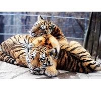 OZLHSP 3D Puzzle 500 Piezas Tigres Grandes Felinos 52x38cm