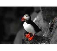 OZLHSP 500 Piezas Puzzle Animales frailecillos del Atlántico 52x38cm