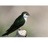 OZLHSP 500 Piezas Puzzle Animales Que se tragan 52x38cm