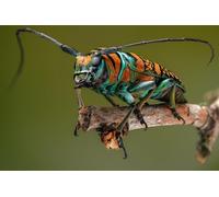 OZLHSP Alfombra Puzzle 500 Piezas Insectos escarabajos 52x38cm