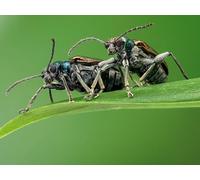 OZLHSP Bonito Puzzle 500 Piezas Escarabajos Insectos Animales 52x38cm