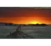 OZLHSP Ideas Regalos niños Puzzle 1000 Piezas Guepardos Grandes felinos Animales 75x50cm