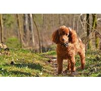 OZLHSP Ideas Regalos niños Puzzle 500 Piezas Caniches Animales 52x38cm