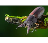 OZLHSP Ideas Regalos niños Puzzle 500 Piezas Escarabajos Insectos Animales Lucanidos 52x38cm