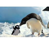 OZLHSP Ideas Regalos niños Puzzle 500 Piezas Pingüinos Animales 52x38cm
