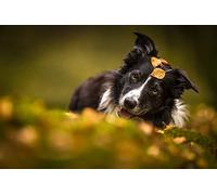 OZLHSP Juego niño puzles 1500 Piezas Animales de Border Collie 87x57cm