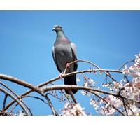 OZLHSP Juego niño puzles 500 Piezas Animales de Paloma 52x38cm