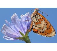 OZLHSP Juego niño puzles 500 Piezas Animales Insectos Mariposas 52x38cm