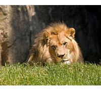 OZLHSP Juego niño puzles 500 Piezas Animales Leones 52x38cm