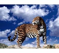 OZLHSP Juego niño puzles 500 Piezas Jaguares Grandes Animales 52x38cm