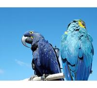 OZLHSP Juego niño puzles 500 Piezas Loros Animales 52x38cm