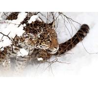 OZLHSP Juegos de Mesa Puzzle 1000 Piezas Jaguares Grandes Felinos Animales 75x50cm