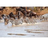 OZLHSP Juegos puzles 1000 Piezas Cocodrilos Cebra 75x50cm