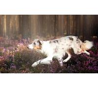 OZLHSP Juegos puzles 500 Piezas Animales de Border Collie 52x38cm