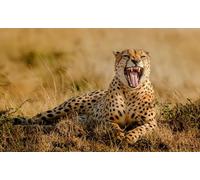 OZLHSP Juegos puzles 500 Piezas Animales guepardos 52x38cm