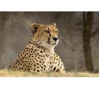 OZLHSP Juegos tivos niños Puzzle 500 Piezas Animales guepardos 52x38cm