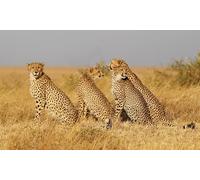 OZLHSP Juegos tivos niños Puzzle 500 Piezas Guepardos Animales Grandes 52x38cm