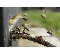 OZLHSP Juguetes niña Puzzle 500 Piezas Abejas Insectos Animales 52x38cm