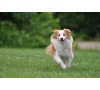 OZLHSP Juguetes niña Puzzle 500 Piezas Animales de Border Collie 52x38cm