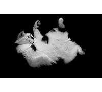 OZLHSP Maravilloso Desastre Puzzle 1000 Piezas Animal 75x50cm