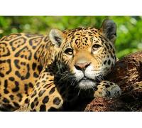 OZLHSP Maravilloso Desastre Puzzle 1500 Piezas Animales Jaguares 87x57cm